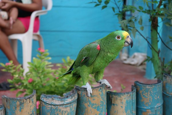 How to create a safe indoor environment for a pet rabbit during the British winter?