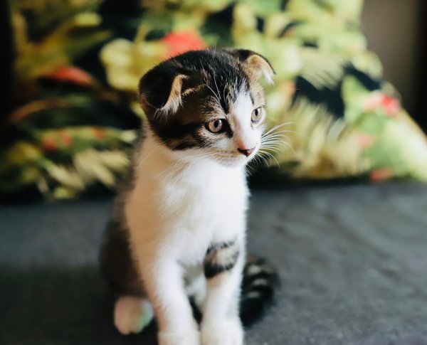 How do you create a stress-free routine for a cat undergoing chemotherapy?