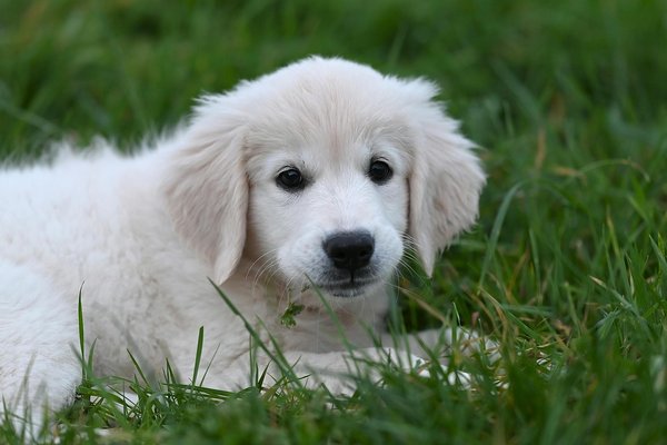 What are the key considerations when selecting a training collar for a stubborn Akita?