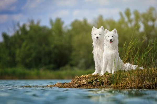 What are the best ways to manage the shedding of a double-coated breed like a Samoyed?