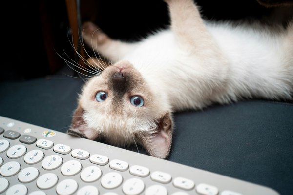 What are the signs of feline asthma and how can you manage it?