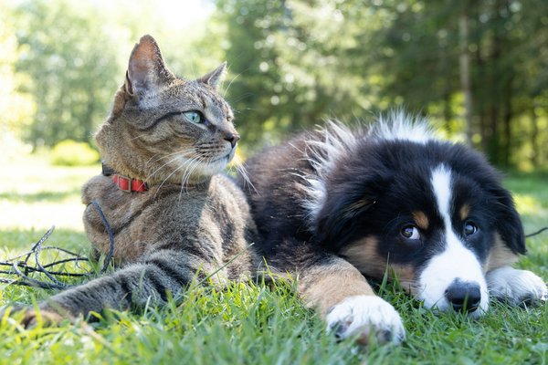 What are the effective methods for introducing a new dog to an existing pet cat?