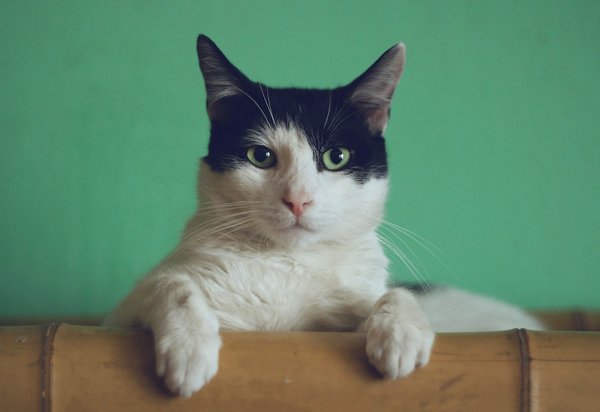 How to create a balanced diet for a senior cat with kidney issues?