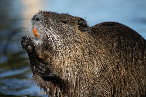 How do UK conservationists mitigate conflicts between beavers and human activities?